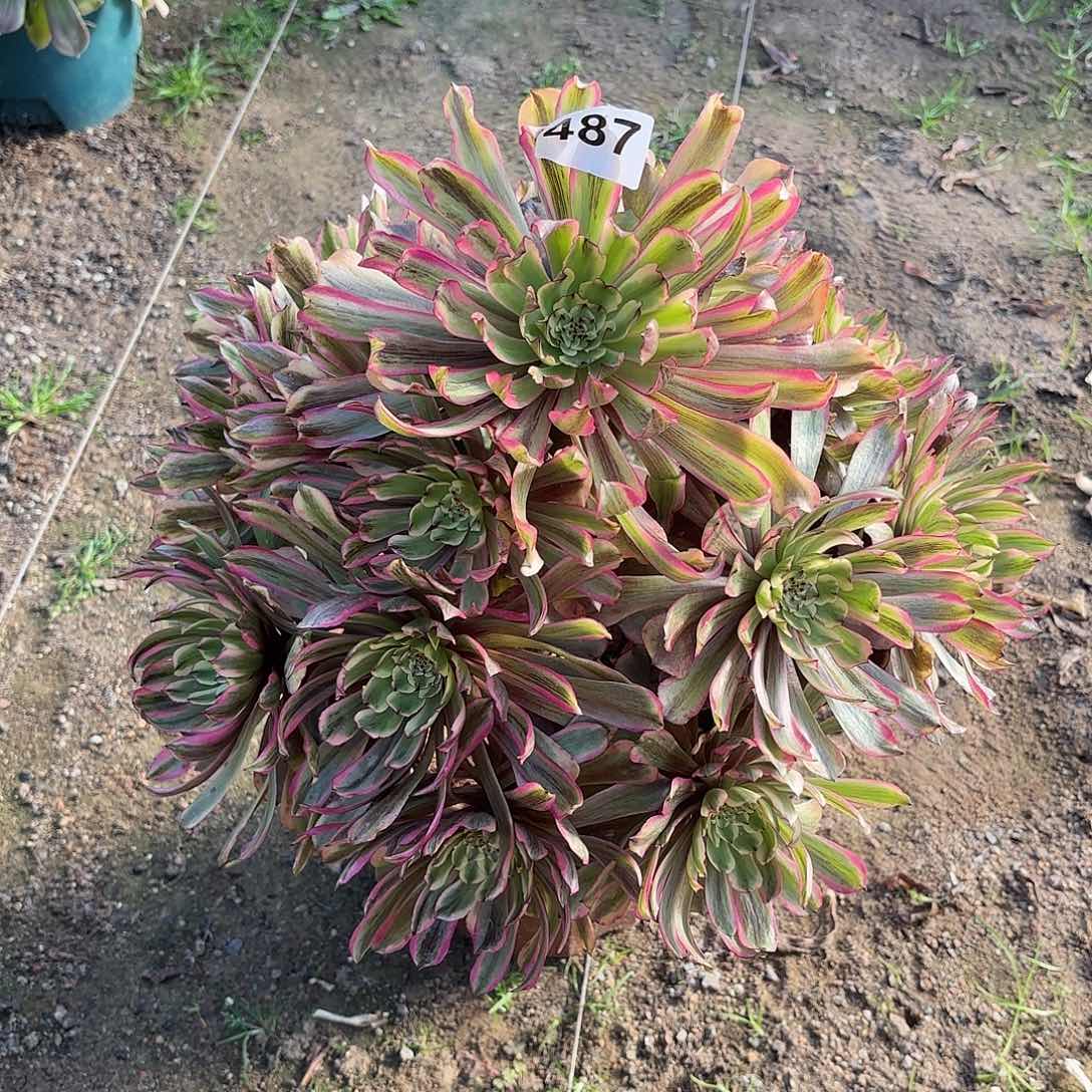 多肉法师凌波仙子487