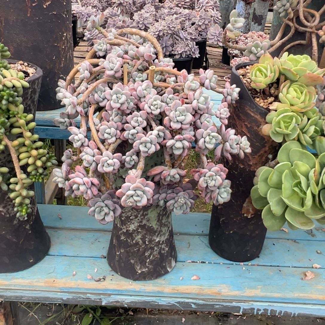 精品红洛神妖桩 裸肉