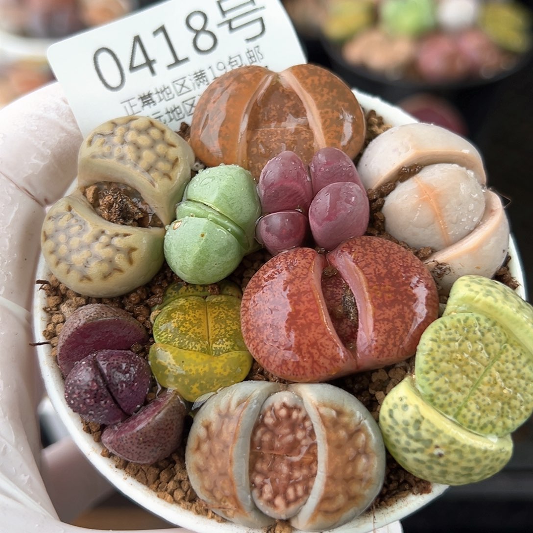 好养易活生石花大母本0418