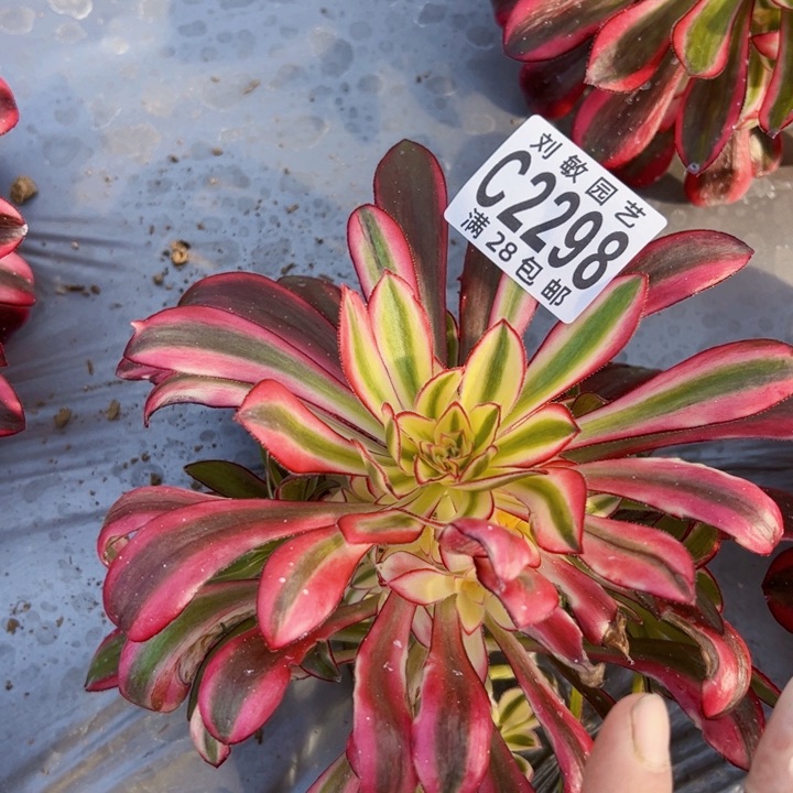 2298多肉植物法师法师