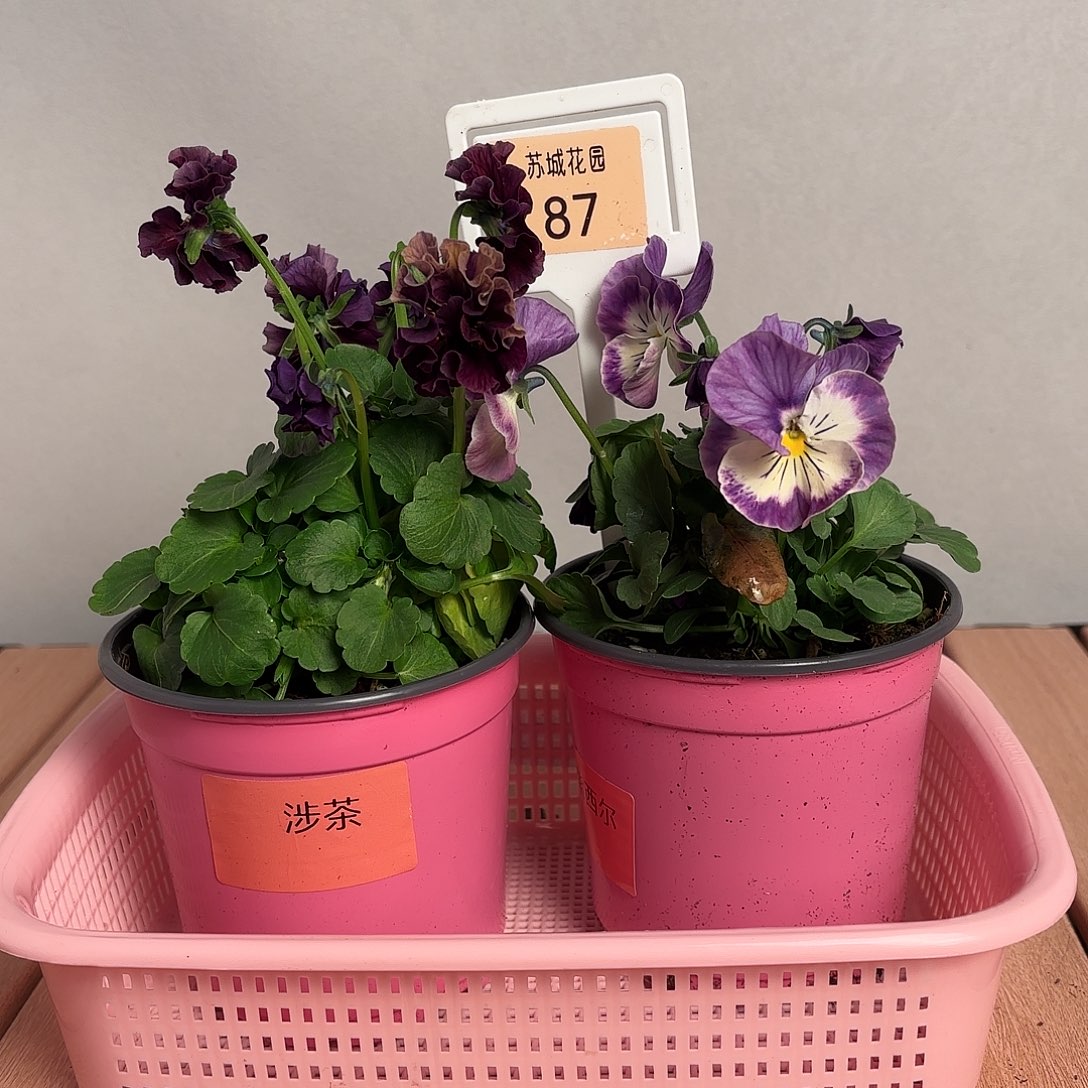 大部分开放少量花苞87