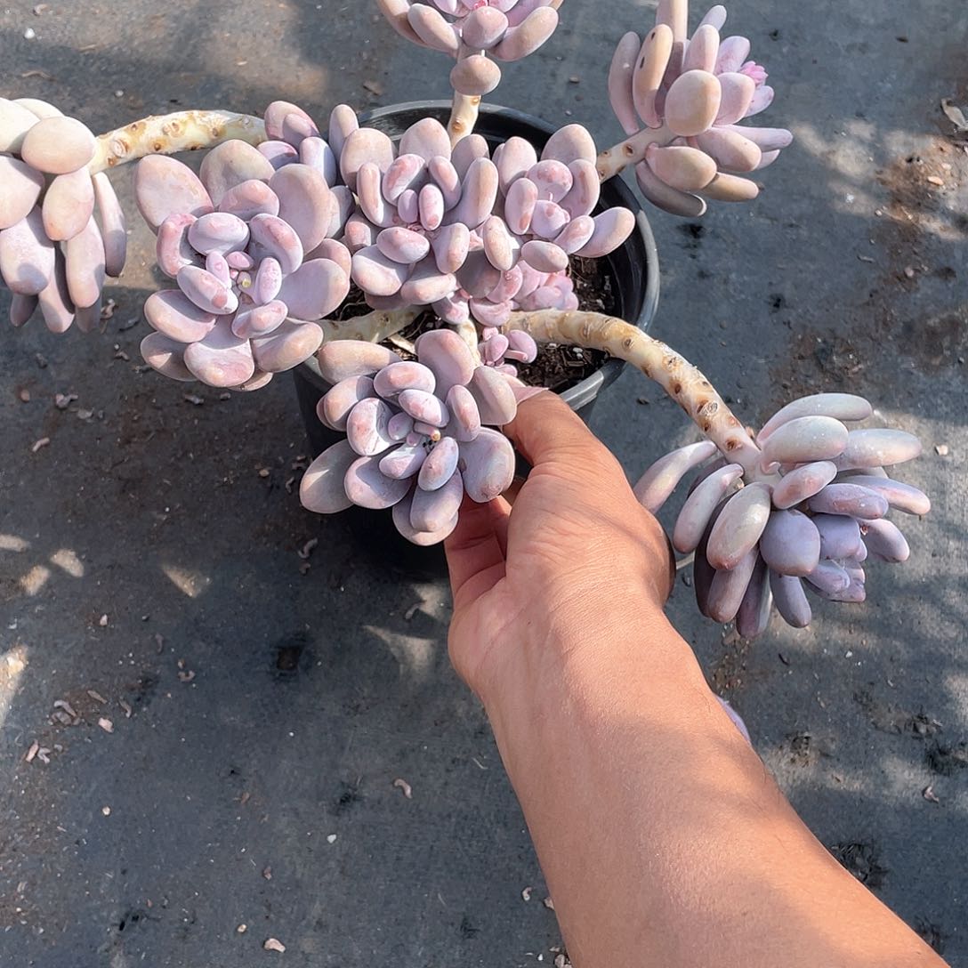 桃美人超大老庄带盆发货多肉