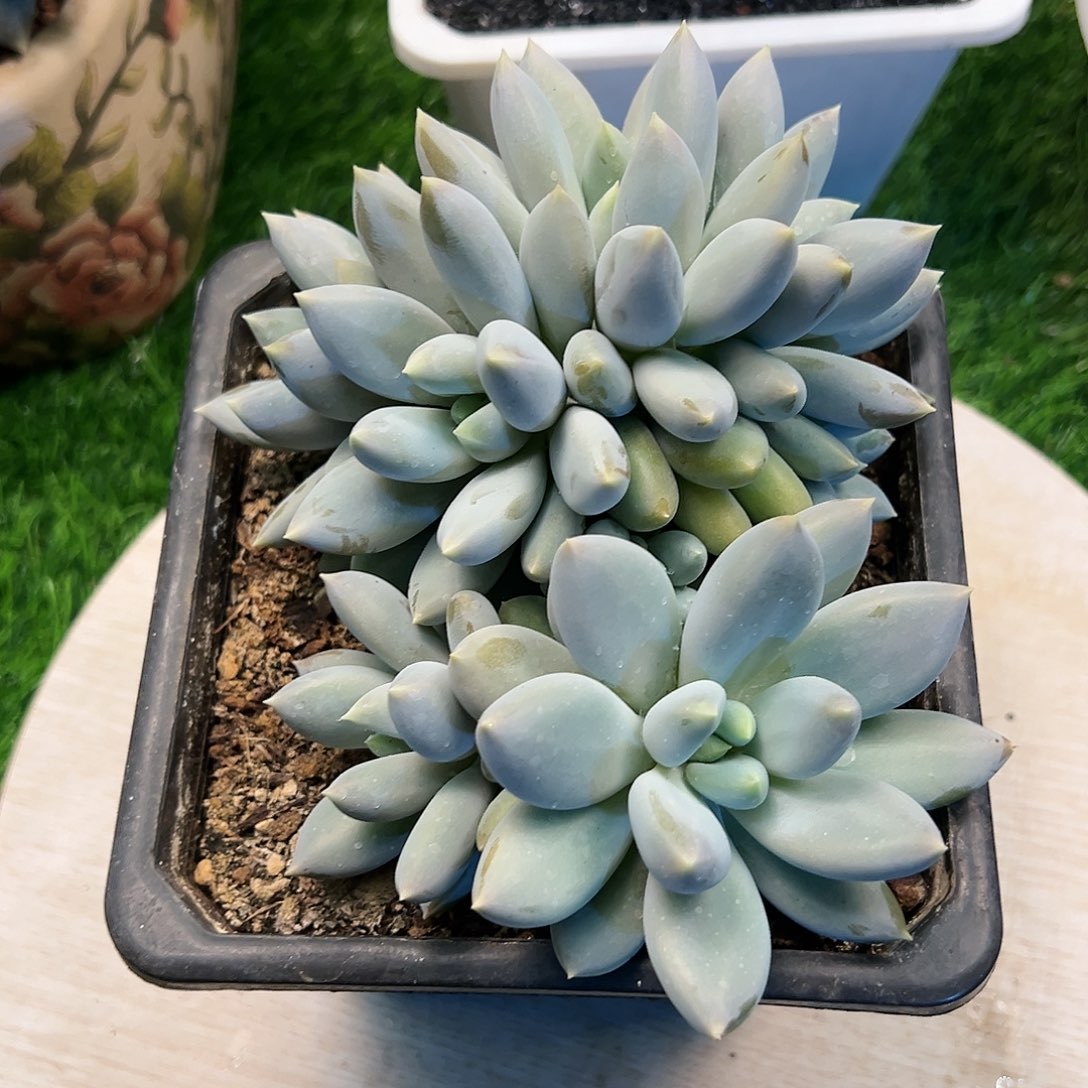 【闪购商品】哥特树
