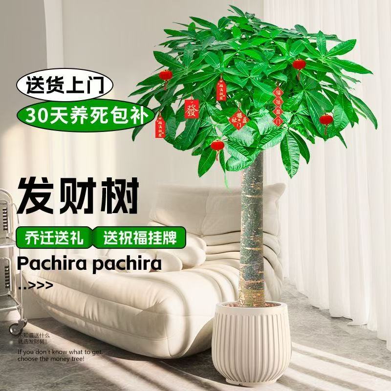 大精品茂盛【送货上门】1.5-1.6米单杆发财树盆栽绿植空气花卉室内