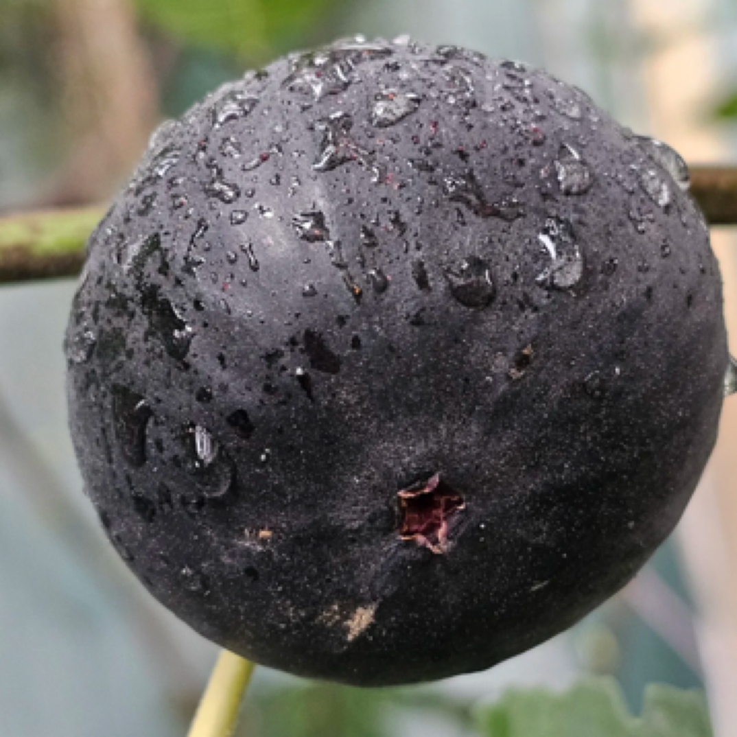 丰产浓甜久留米无花果苗