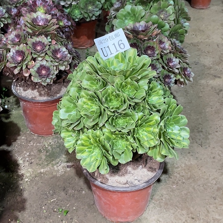 116翡翠琉璃多肉植物      