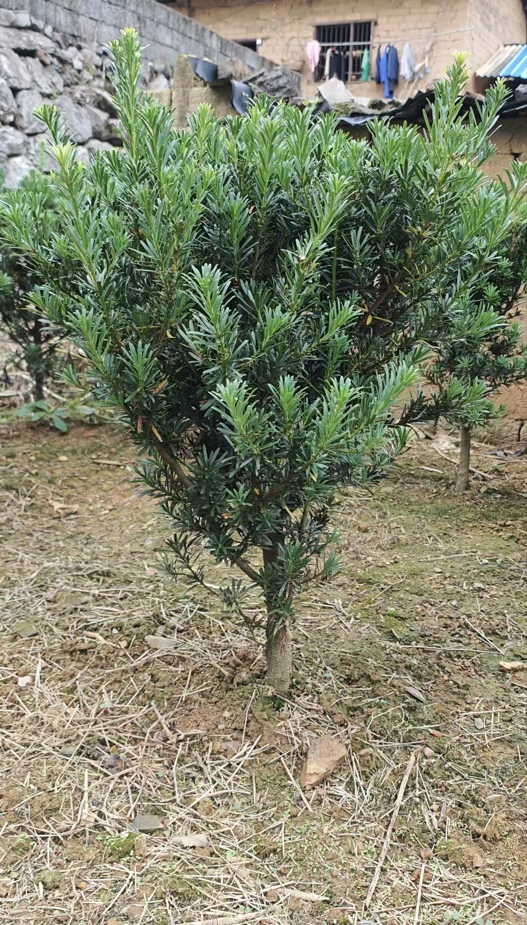 罗汉松造型盆景规格齐全适合别墅庭院花园