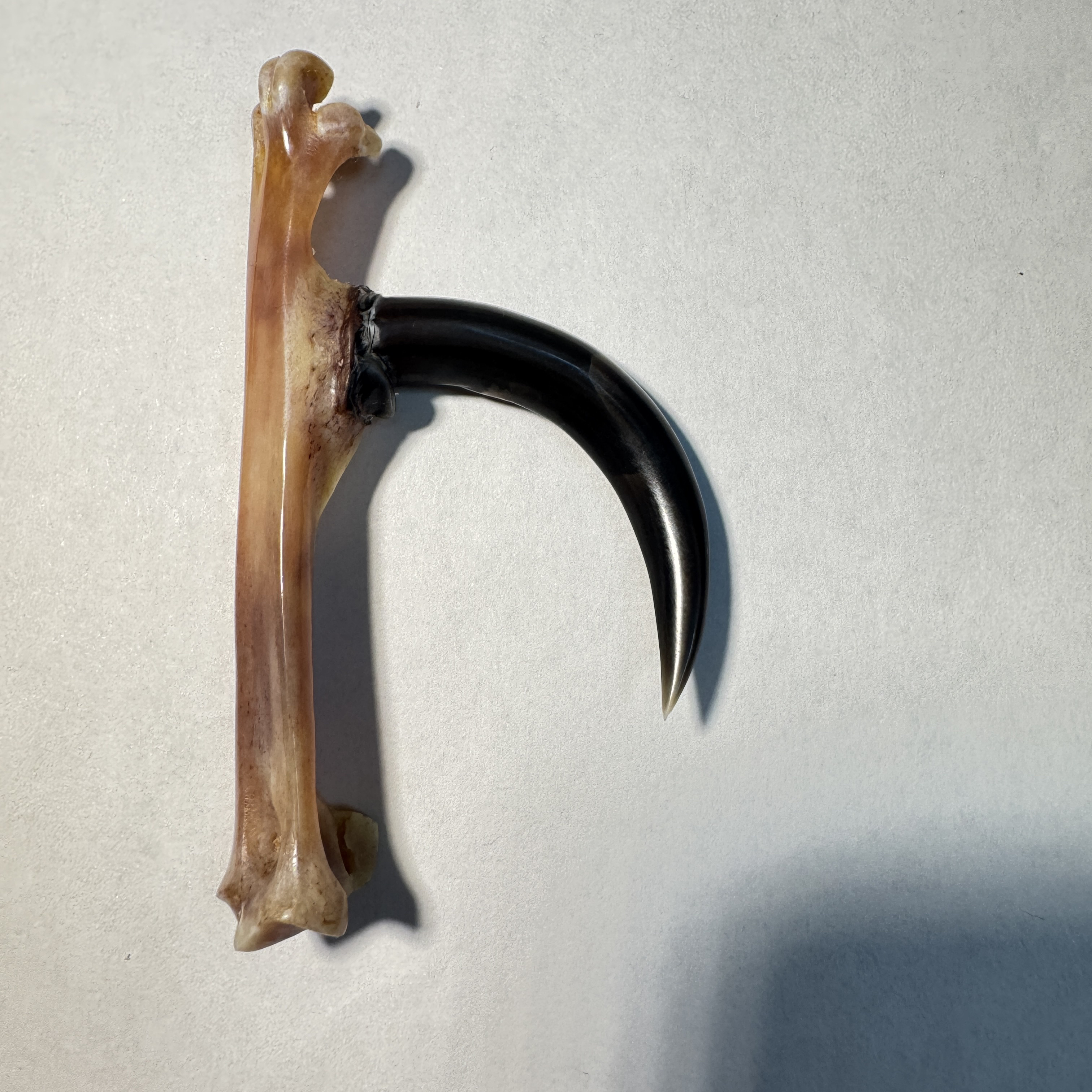 单只黑色蹬弯钩鸡爪骨文玩手把件