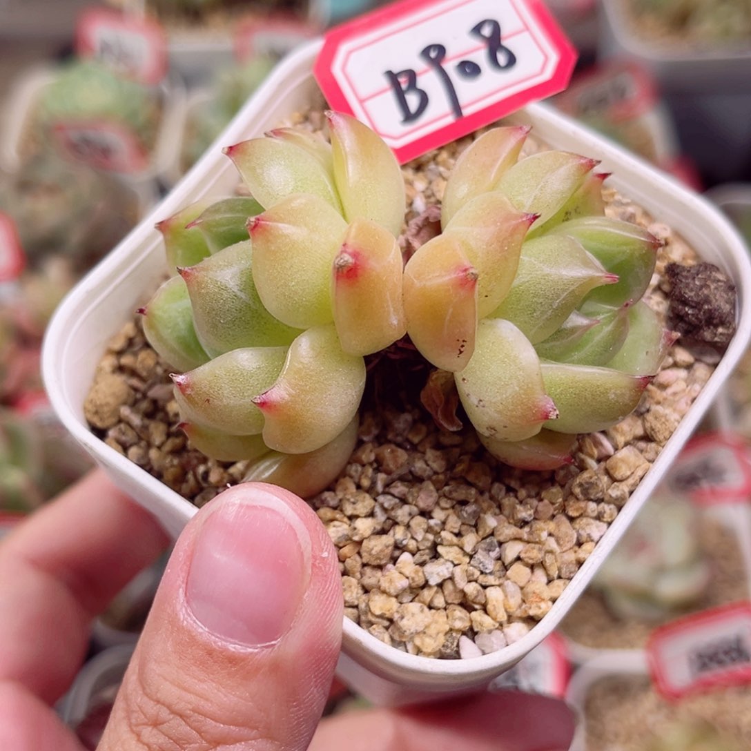 B908 一物一拍 珍妮放漏18包邮