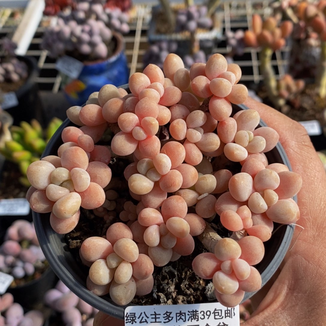 602鱼子酱9c m多肉