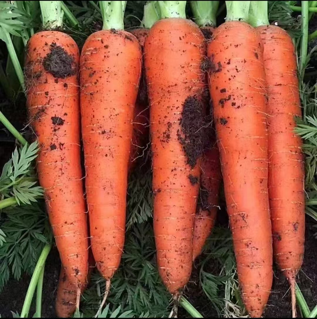 当季农家自种2025新鲜胡萝卜带泥现挖现发宝宝辅食煲汤