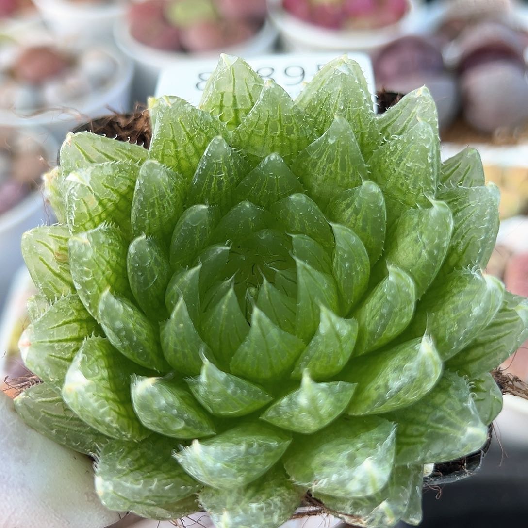 好养易活生石花大母本8989