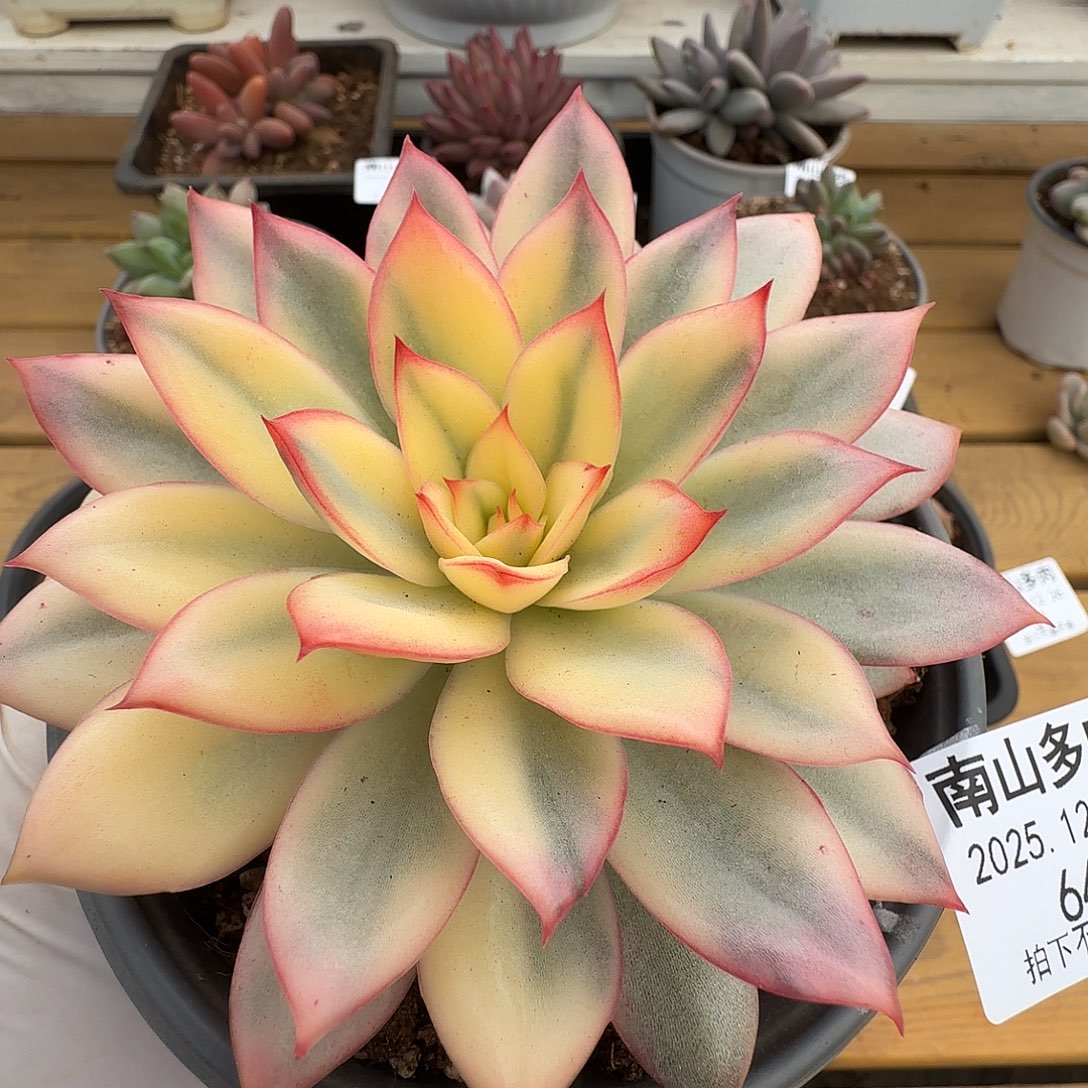 月光女神锦111226-64