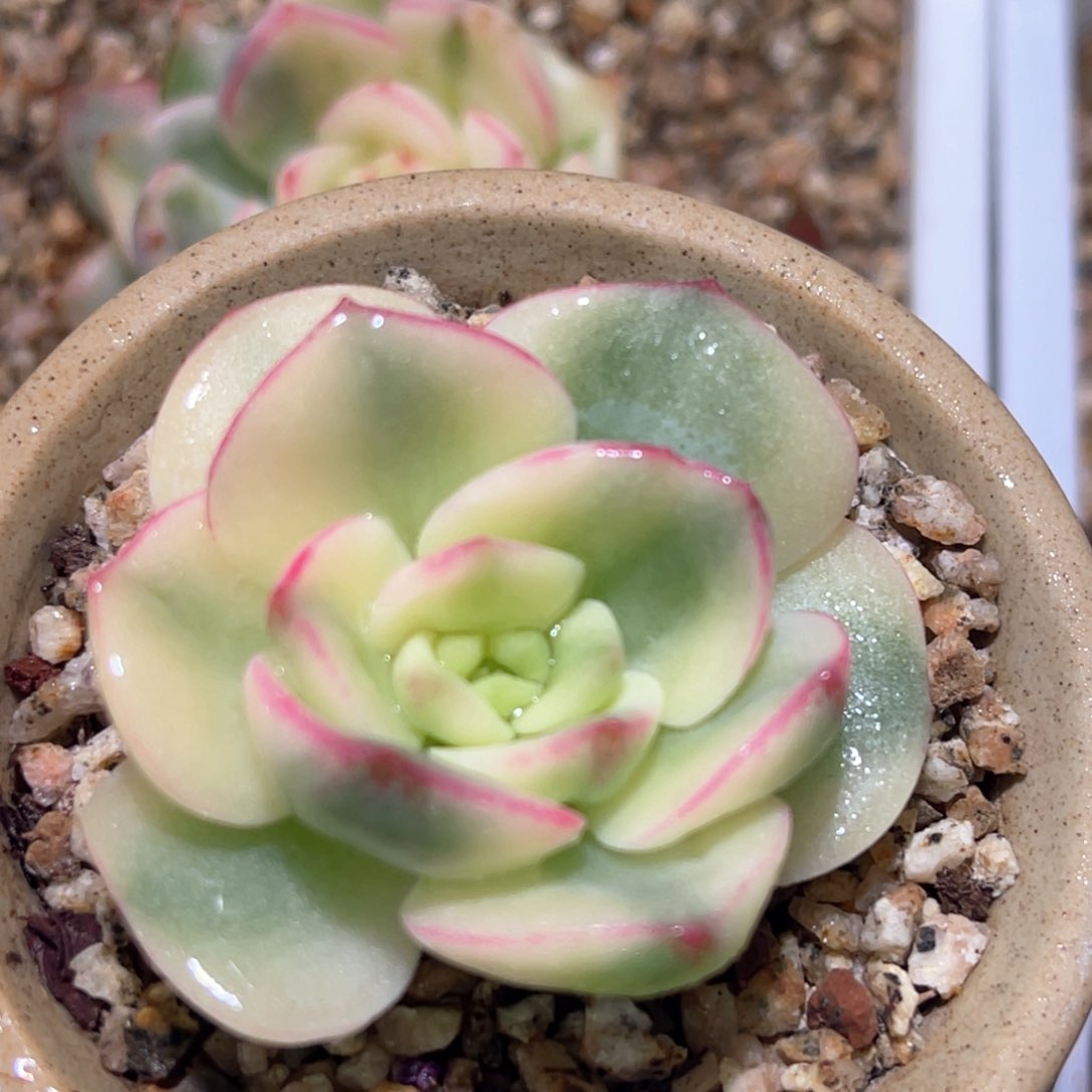 多肉特价三文鱼锦头盖