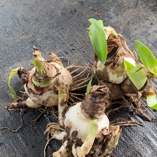 1号杂交开花无售后开盲盒