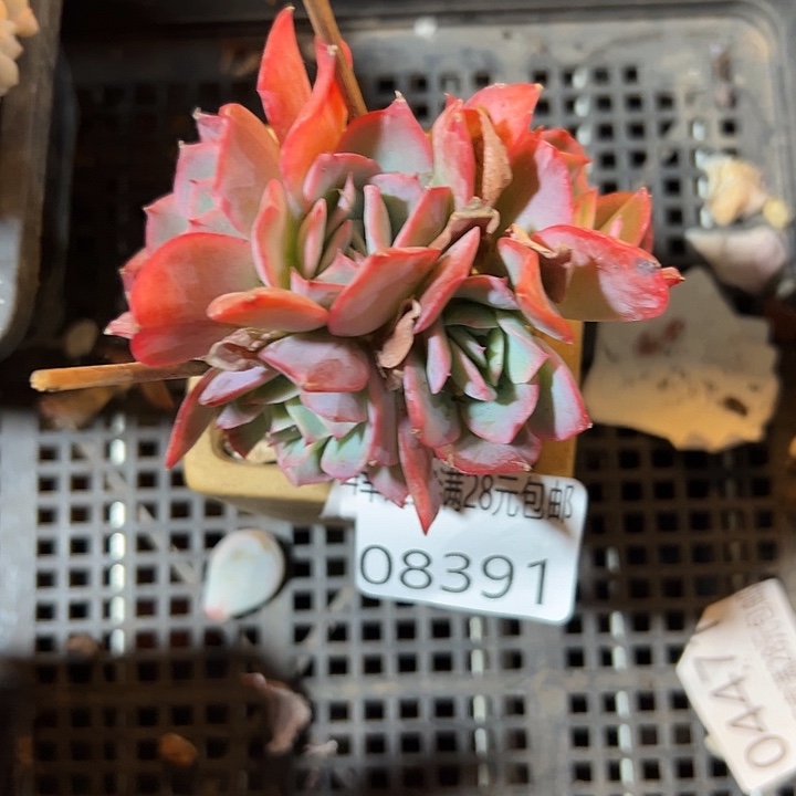 幸运的是我还没遇到你