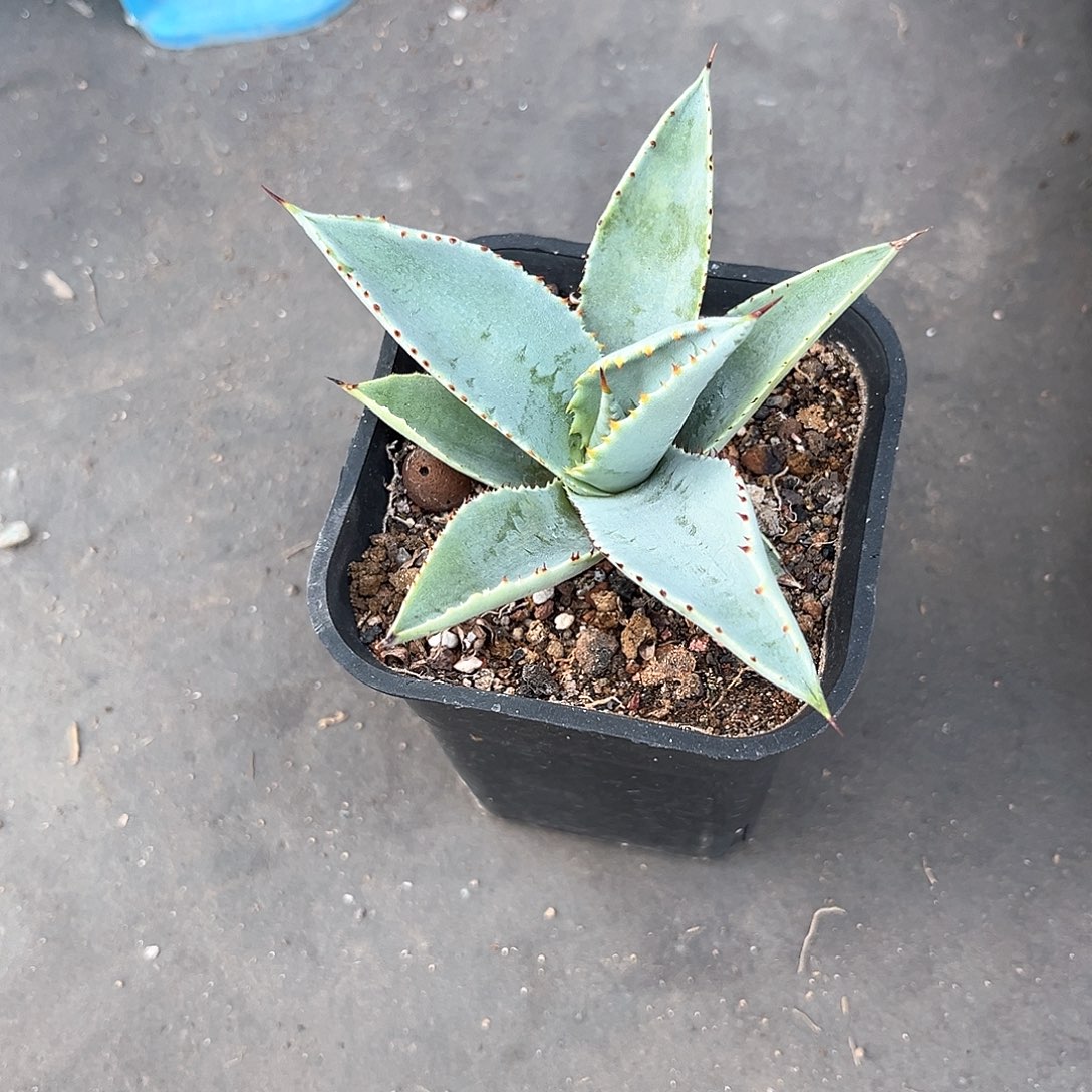 凉*龙舌兰龙爪随单