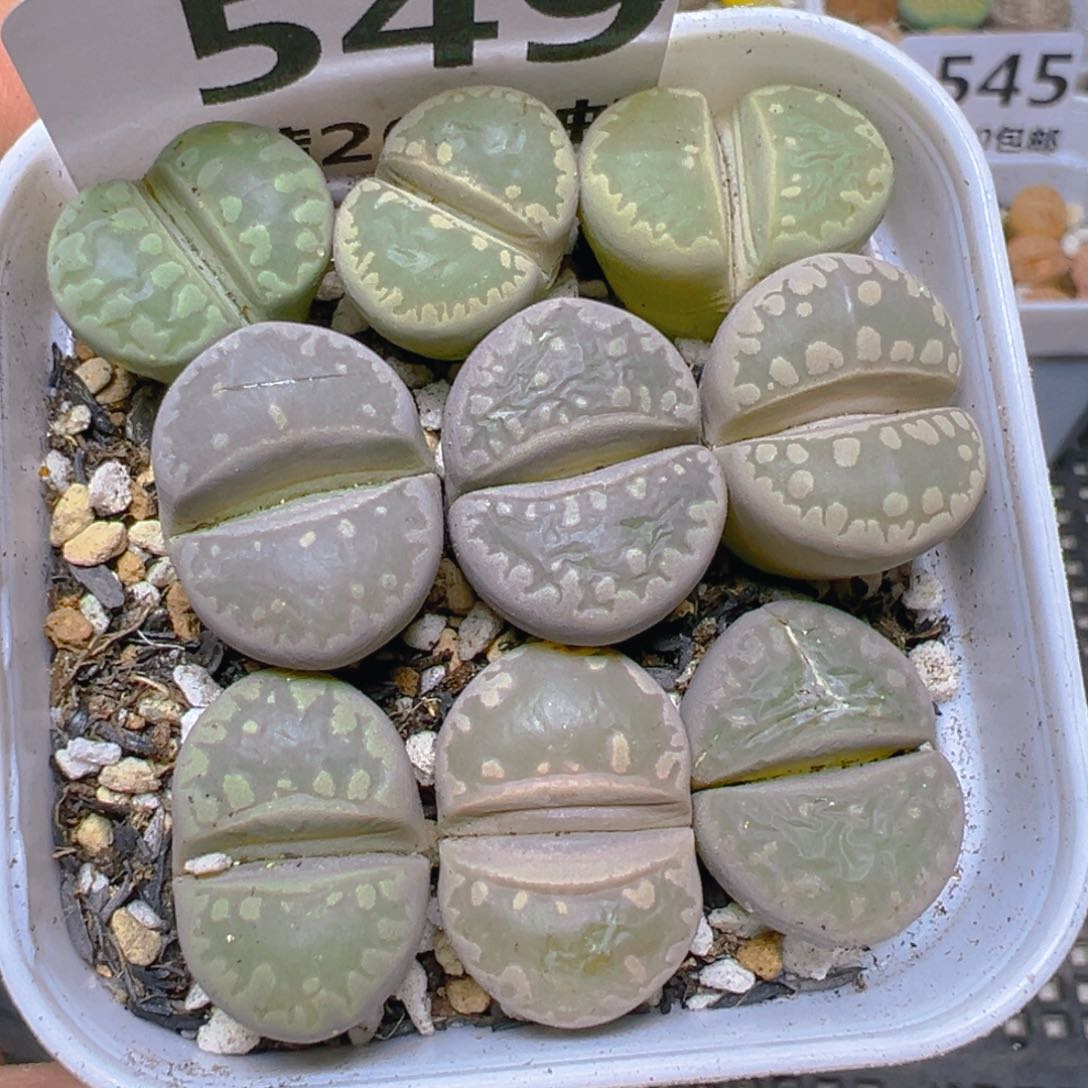 【闪购商品】 549。