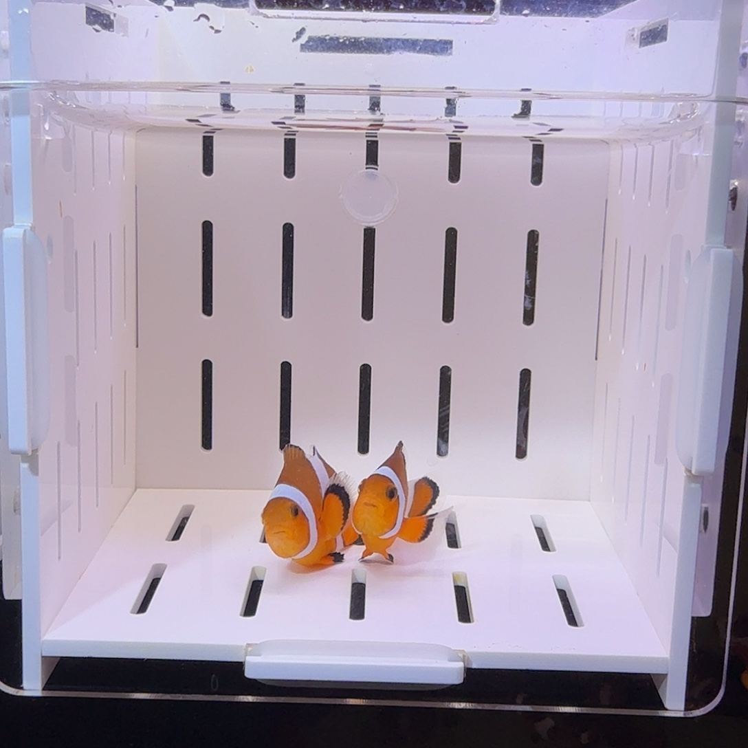 海水鱼公子一对 北京发货