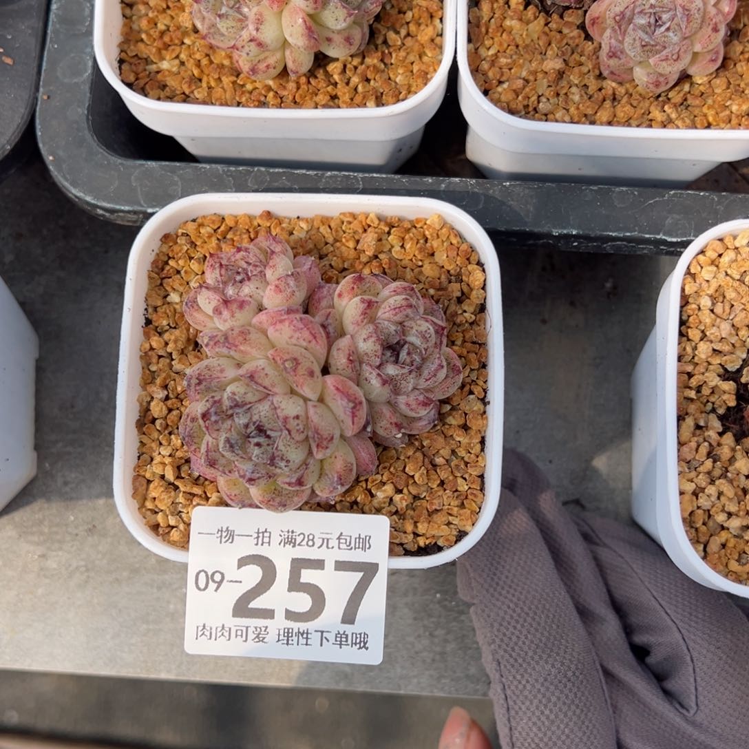 《****》赤水晶多肉多肉多肉多肉