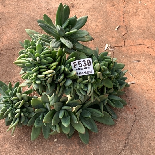 海洋之歌缀化539 亏本清退款拉黑7-8天发货