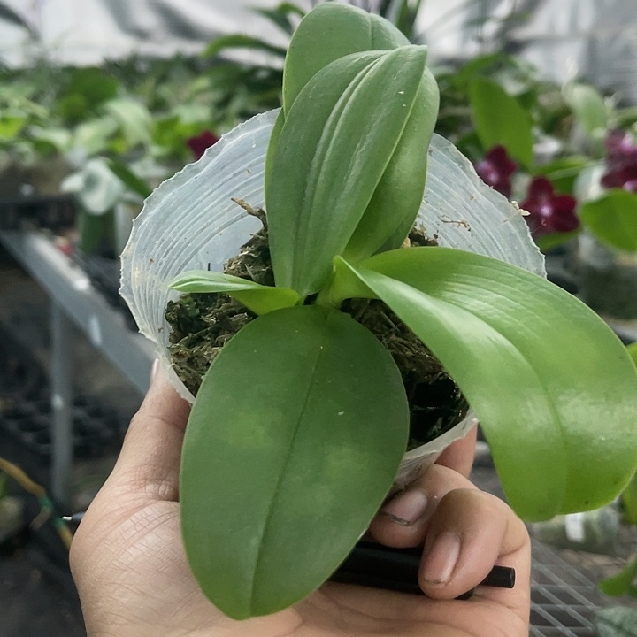 当前无花栽培后可以开花黑莓