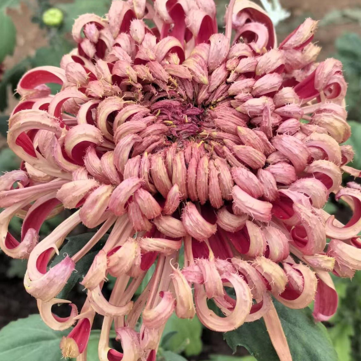 红毛刺菊花 大花九月菊 超大花型 耐寒品种阳台庭院开花品种花卉