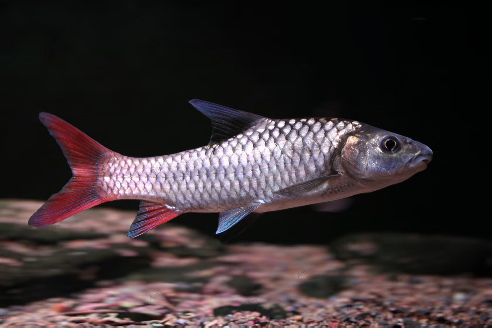 非洲坦桑尼亚蓝彩虹吉罗观赏鱼