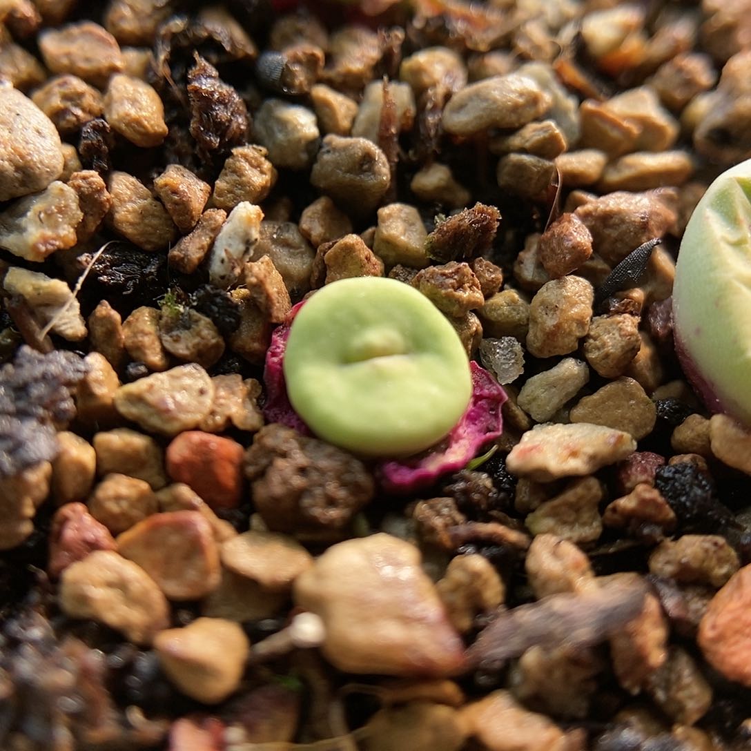 723嘴一颗两年包邮