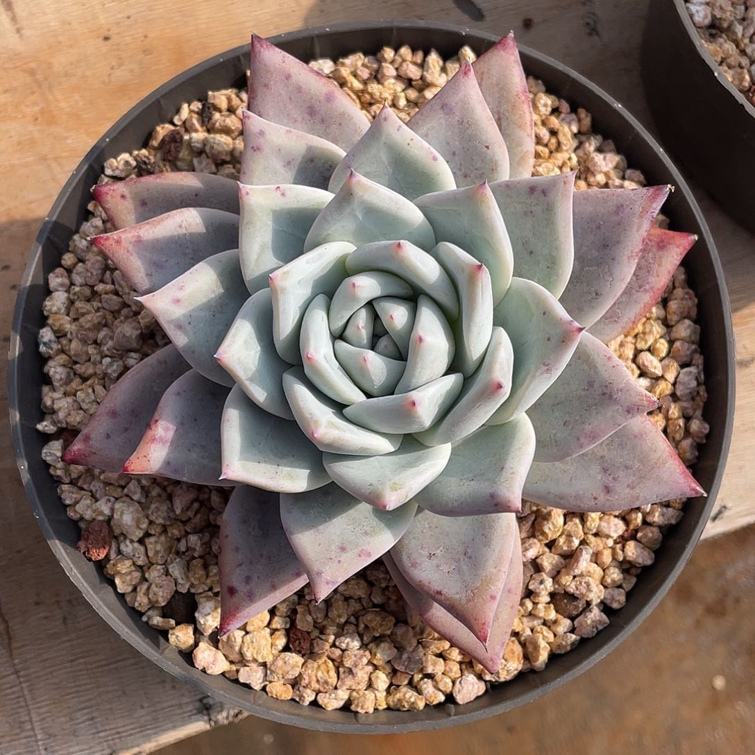 多肉植物一物一拍