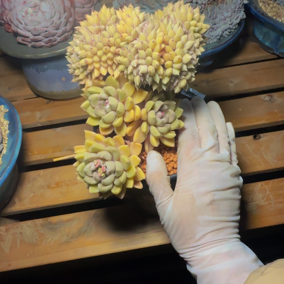 君**?a a a a a a a a a a a a 97