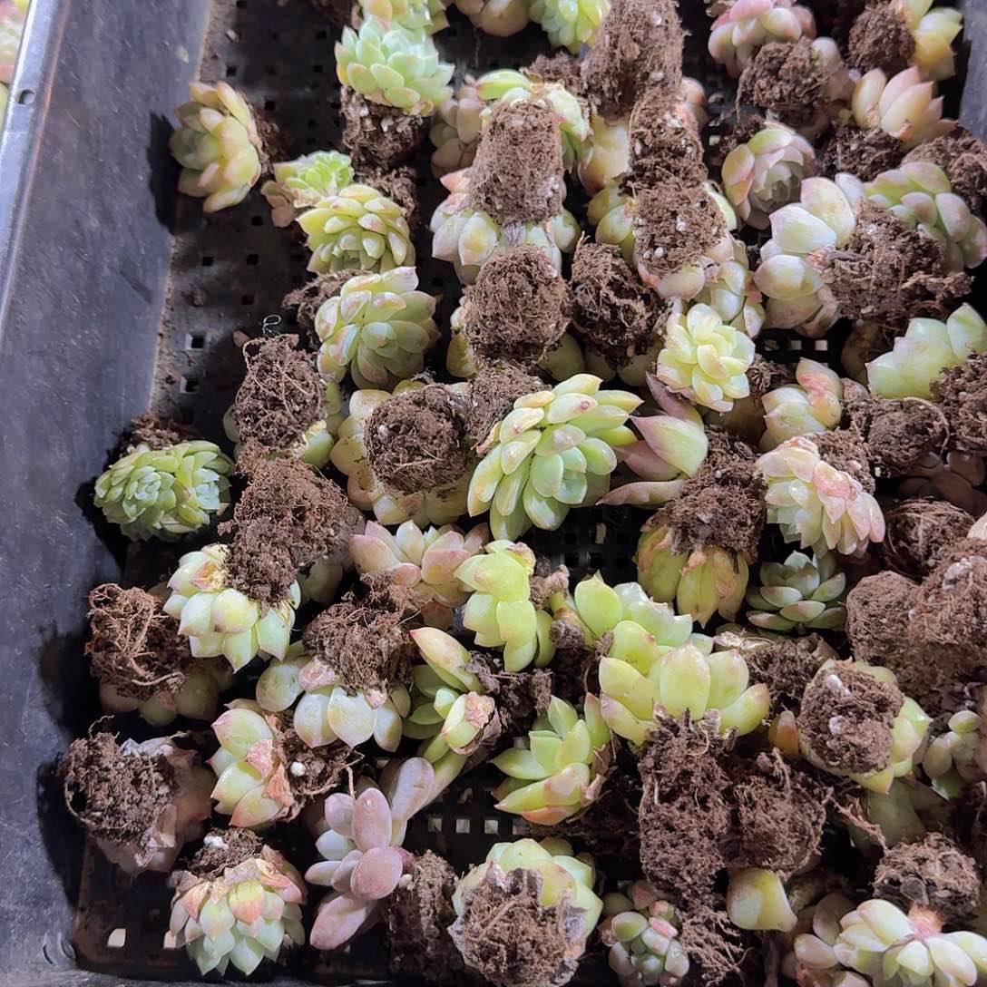 瑕疵不售后慎拍106