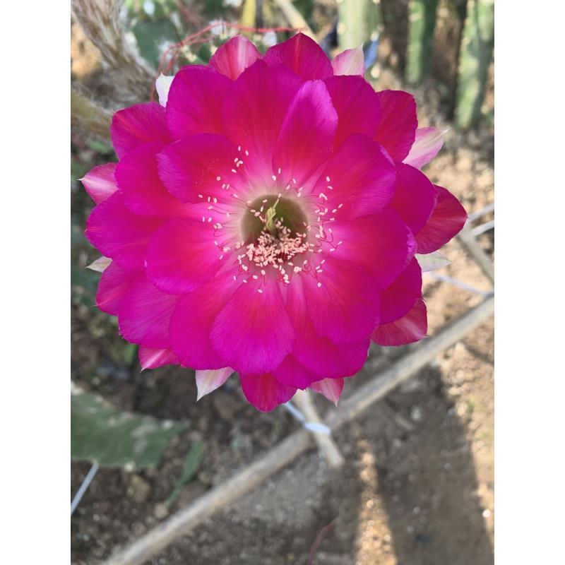 自根然彩草，尺寸以直播间为准，环境不同开花不同，介意勿拍