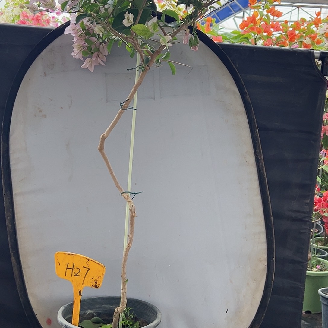 泥***巴大部分花苞少量开放H27苹果花