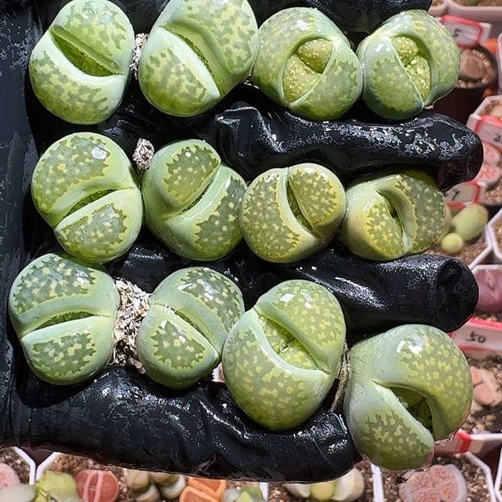 生石花233:：：。  16