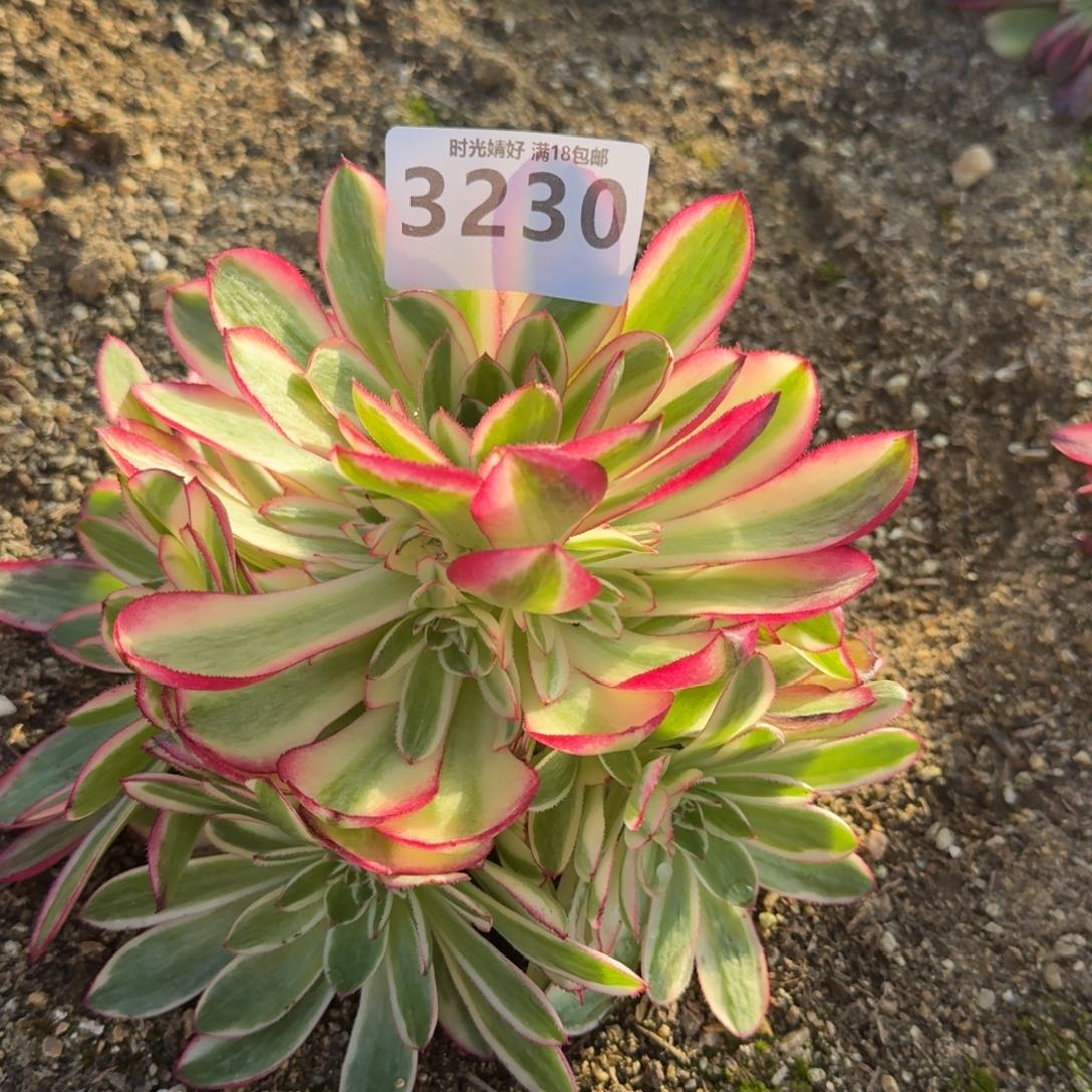 3230荔枝多肉植物