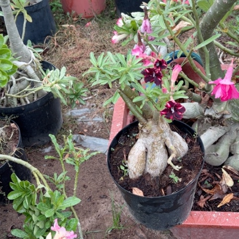 沙漠玫瑰之花盛开