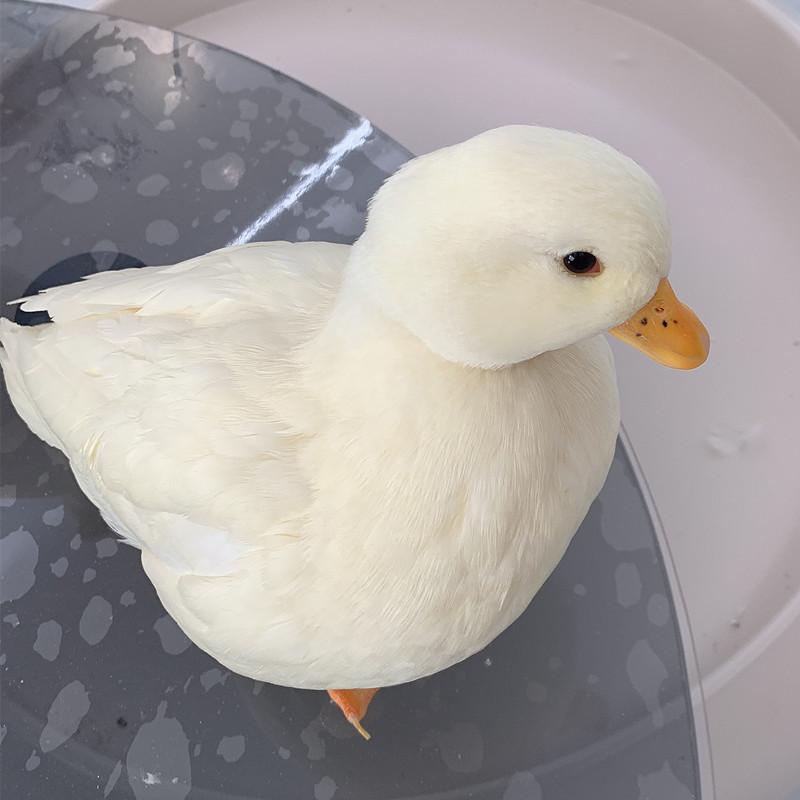 小爱柯尔鸭网红鸭可达鸭散养走地鸭新鲜美味老鸭汤整只可做火锅