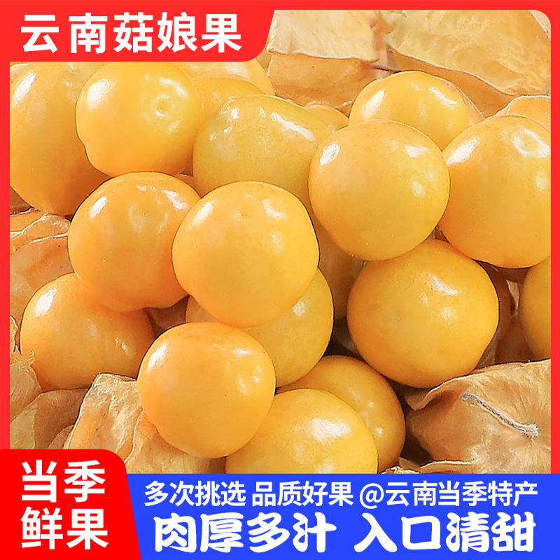 云南姑娘果中大果超甜云南黄姑娘水果菇娘新鲜云南特产灯笼果菇娘