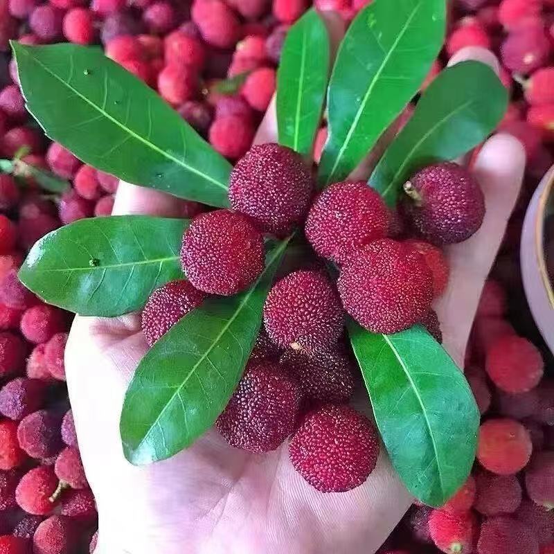 浙江高山小杨梅专泡杨梅酒的偏小偏红净重5斤篮装顺丰冷链浙江省