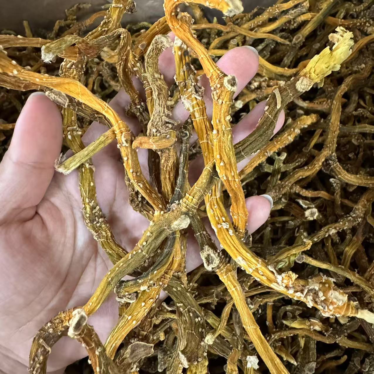 嘢玉竹 纯天然原生态嘢玉竹