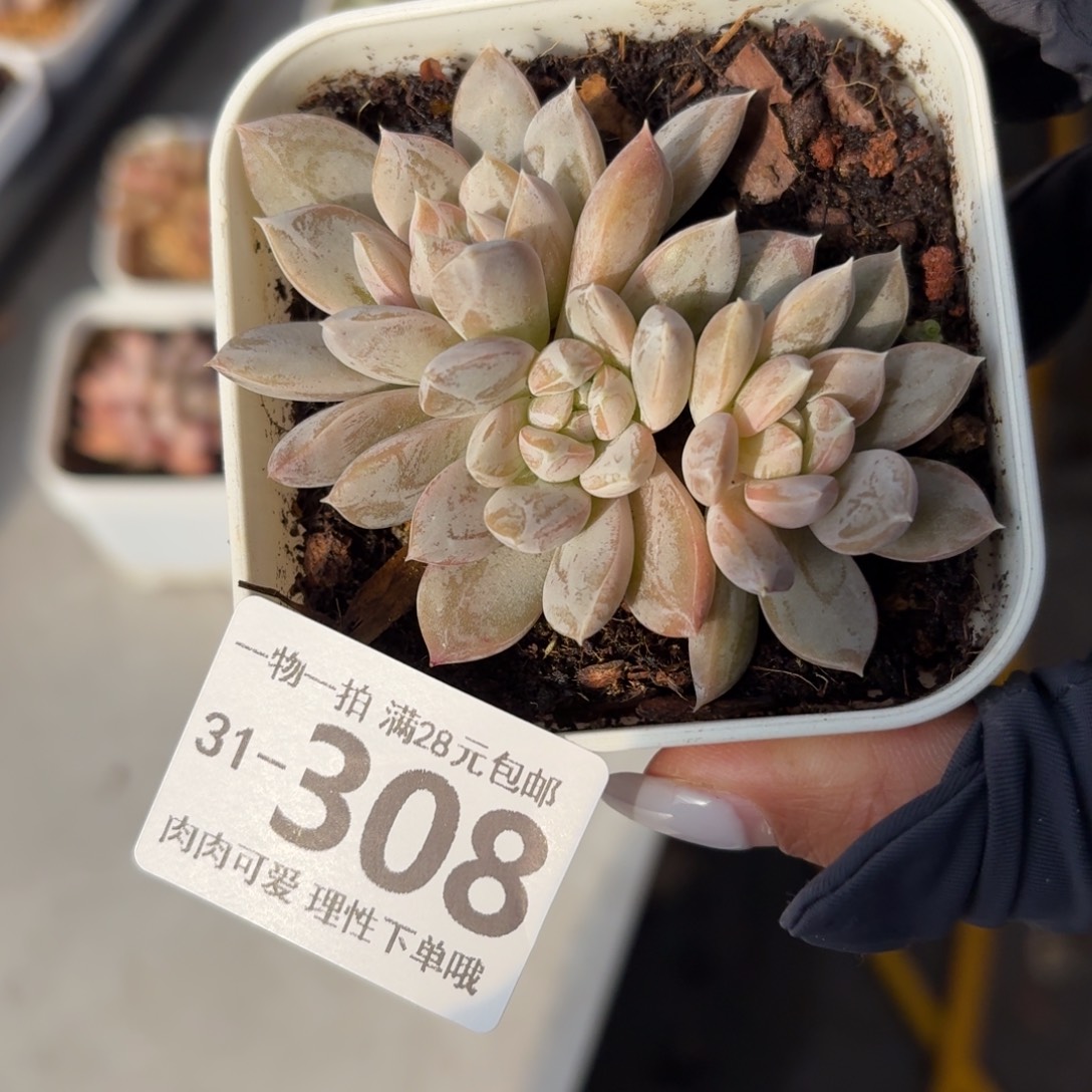 麦克白无盆土发货无