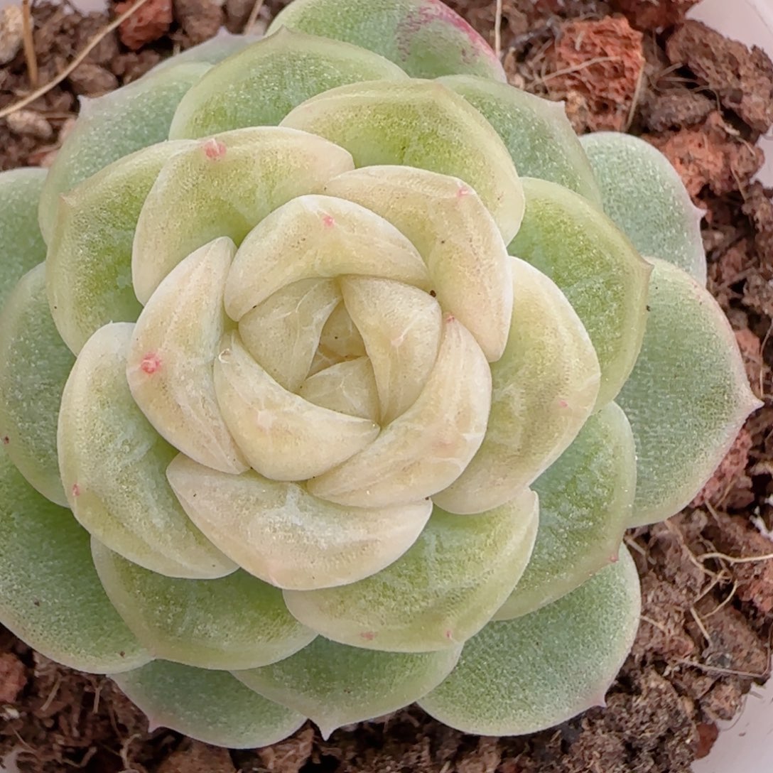 花语多肉1227-104无尽灯