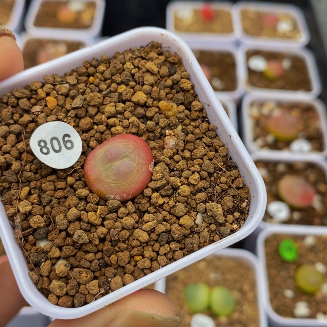 拉登1.3+（多肉植物