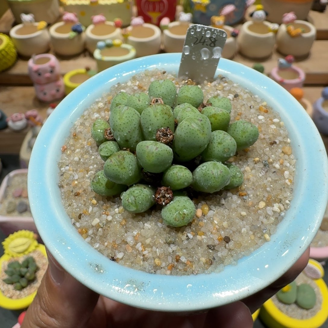 蘑菇1066肉锥群多肉植物