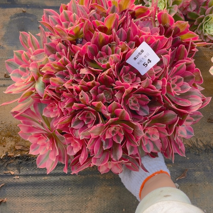 54女妖法师多肉断枝不售后