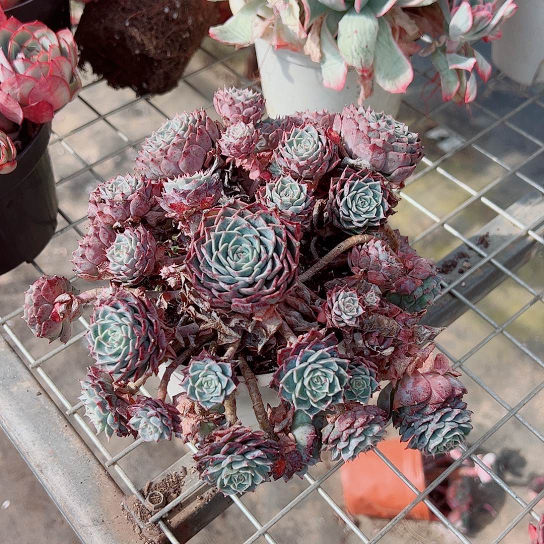 海滨格瑞带盆土精品特价