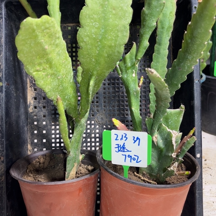 当前无花栽培后可以开花于***途大红马戏团