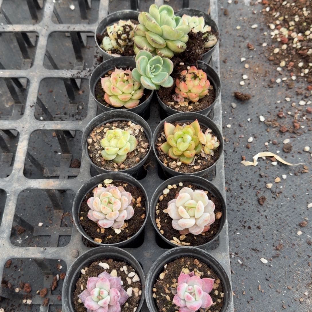 23-28杂交组合十一颗量拍（表箱对着）