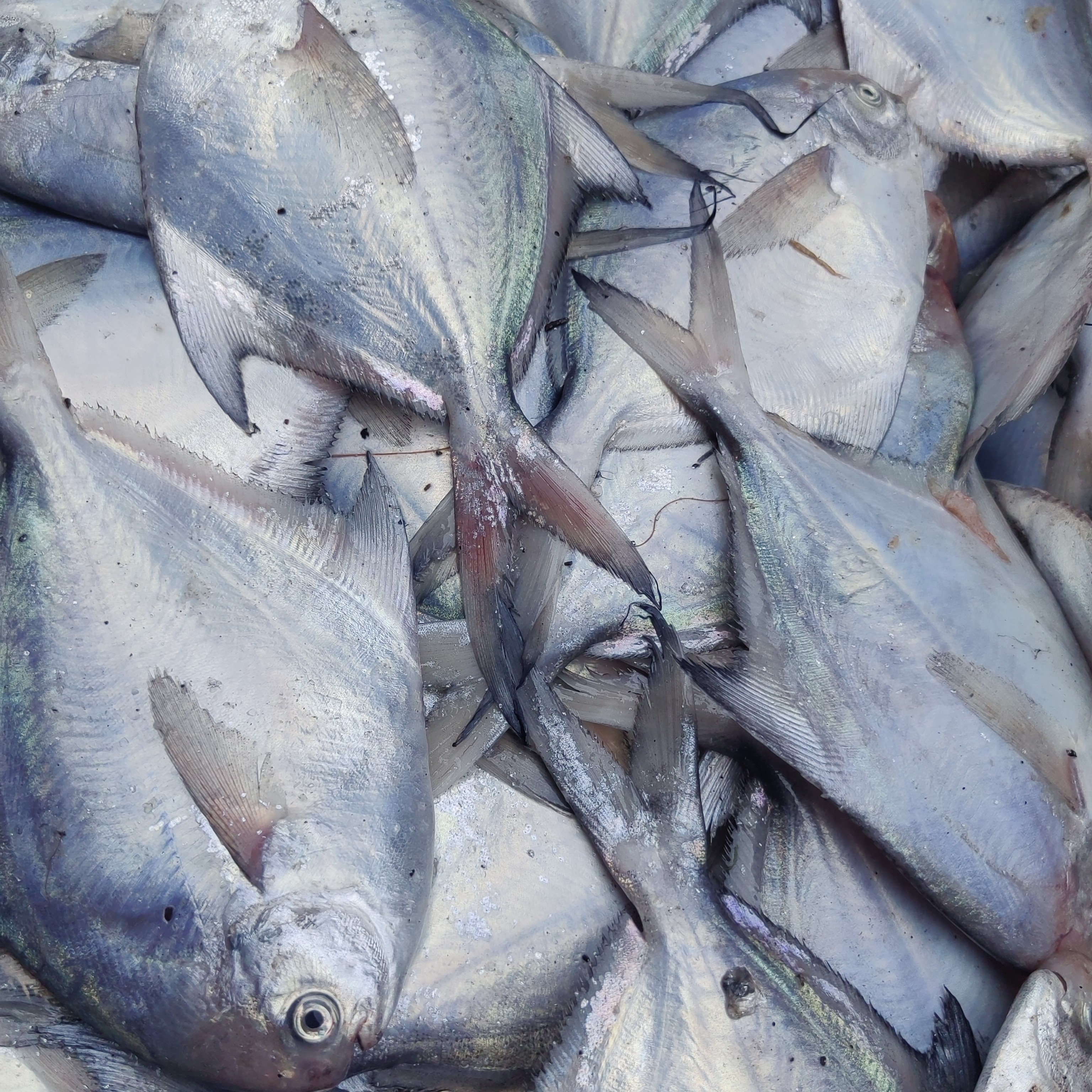 （野生银鲳鱼）青岛小渔村野生银鲳鱼流网鲳鱼，4-5条左右一斤